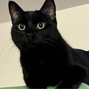 Meet your Posher, Gavie